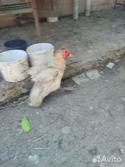 Утак лавандовый