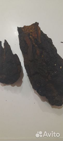 Чага березовая