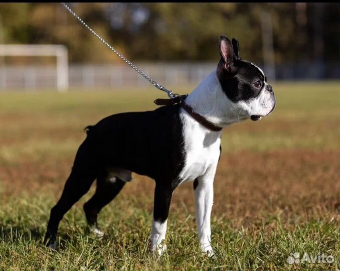 Бостон терьер