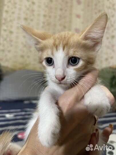 Отдаю котят