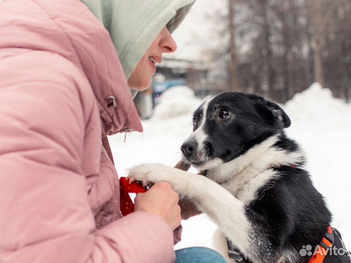 Собака в добрые руки