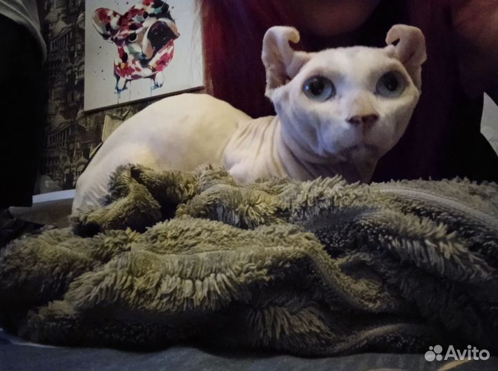 Канадский сфинкс котенок