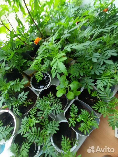 Цветы и рассада