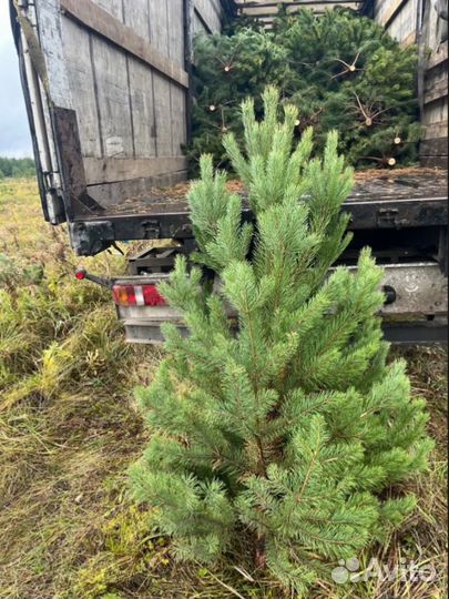 Сосна новогодняя оптом