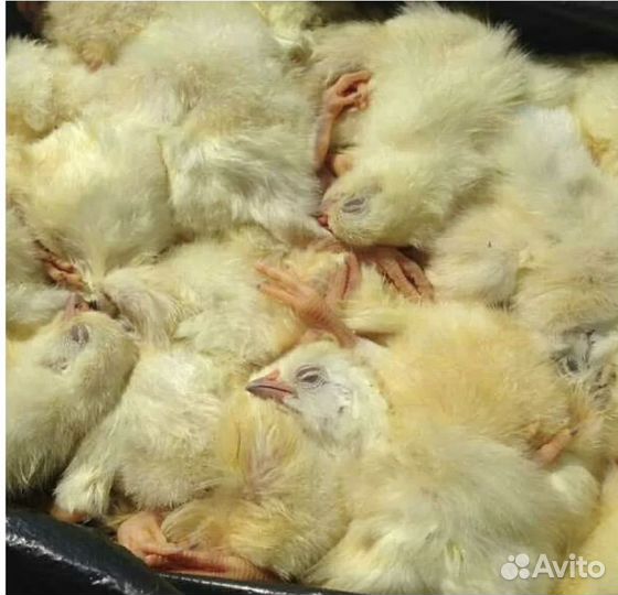 Цыплята суточные на корм