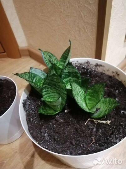 Щучий хвост. Сансевиерия Ханни (низкорослая)