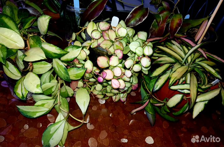 Хойя, более 50 сортов