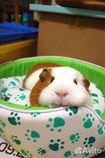 Морские свинки. Клетки. Доставка