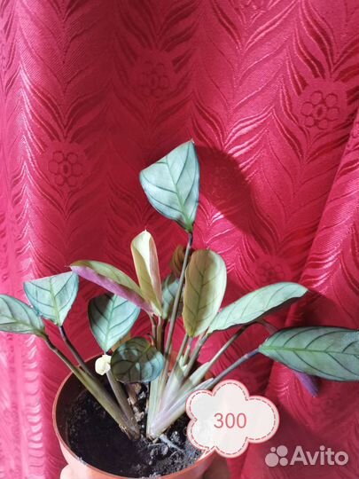 Комнатные цветы