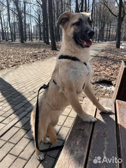 Щенок в добрые руки