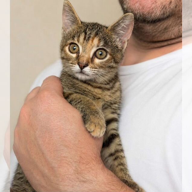 Котёнок в добрые руки