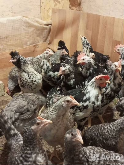 Павловское серебро куры