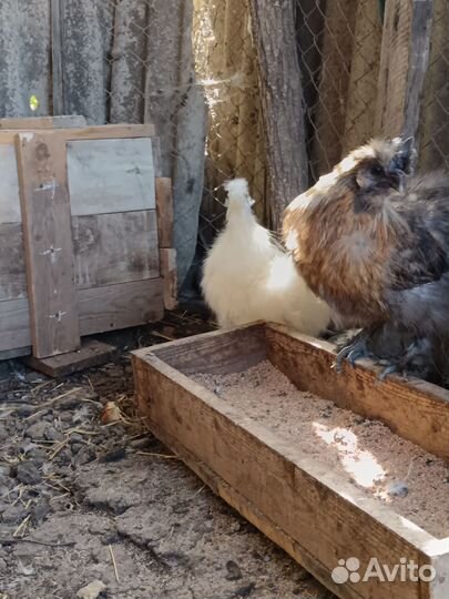 Китайская хохлатая петухи