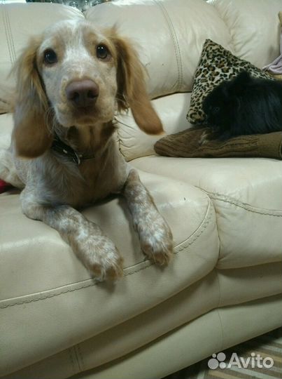 Домашняя передержка кошек и собак