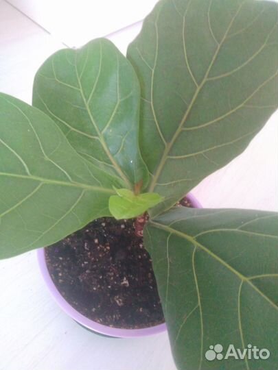 Фикус лирата бамбино