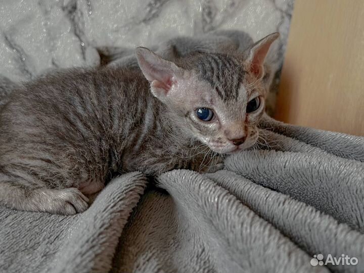 Донской сфинкс котята