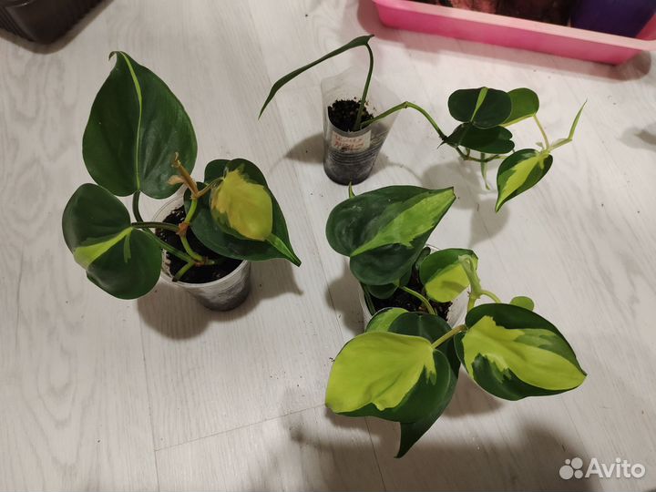 Сциндапсус, Фил Бразил и миканс