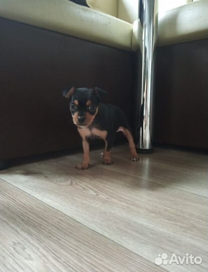 Той-терьер щенки