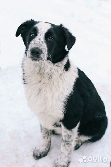 Щенок в дар