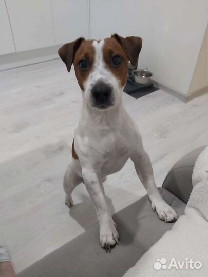 Кинология. Дрессировка собак, корректировка