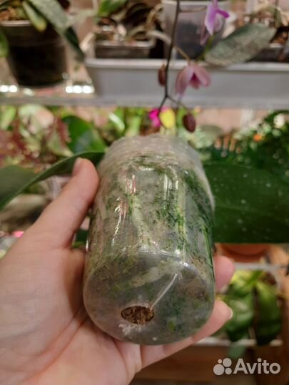 Орхидея фаленопсис Darwin