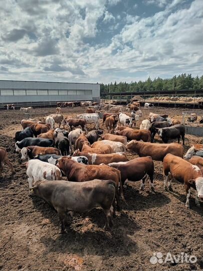 Бычки и быки