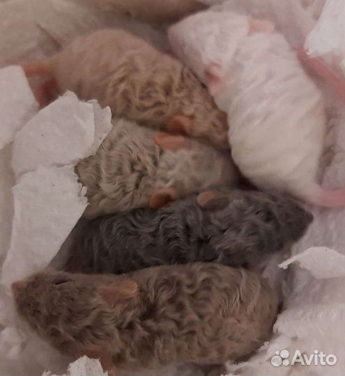 Декоративные мыши рекс