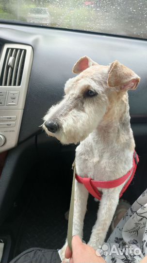 Вязка Фокстерьер жесткошерстный