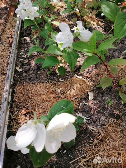 Жасмин (махровый) чубушник