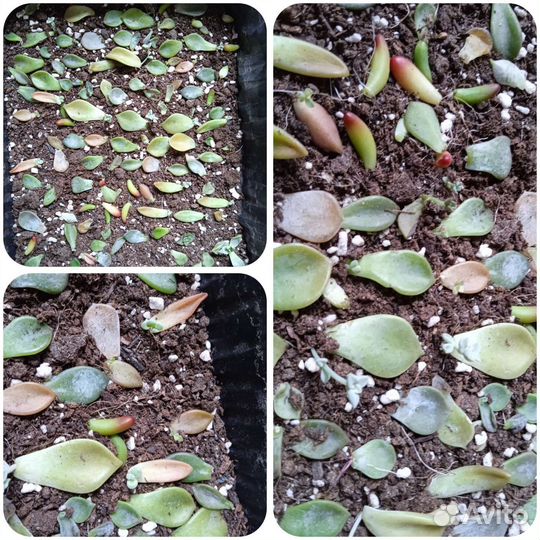 Суккуленты на листе