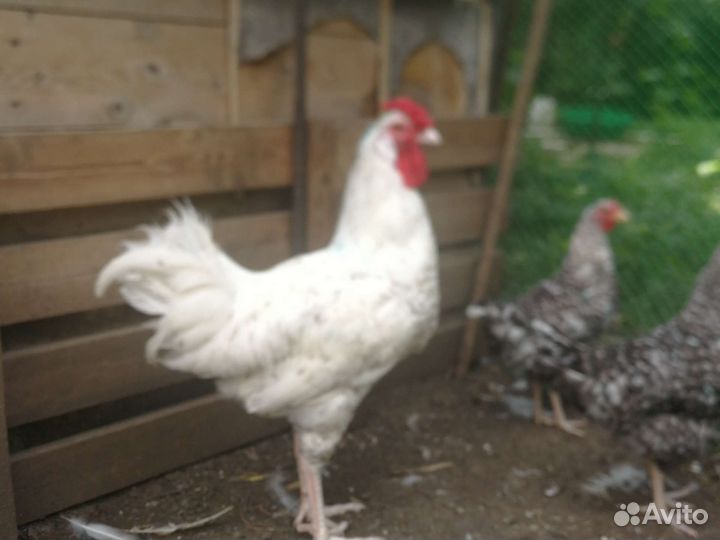 Петух Пушкинской породы на племя