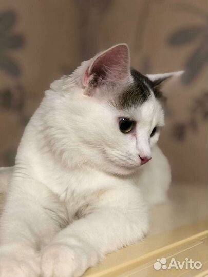 Кошечка ласковая в добрые руки