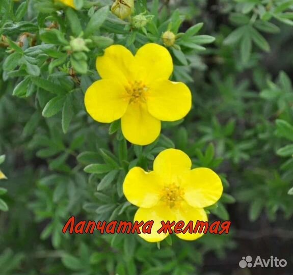 Садовые саженцы