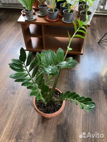 Замиокулькас черный равен. Сансевиерия зиберт