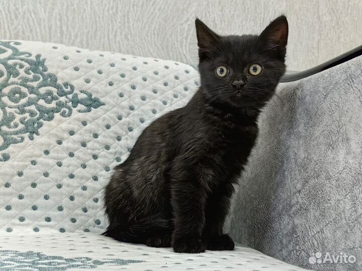 Котенок мальчик в добрые руки