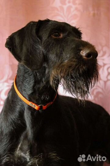 Дратхаар вязка