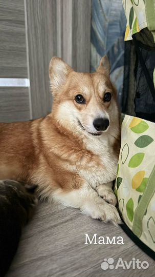 Вельш-корги щенки