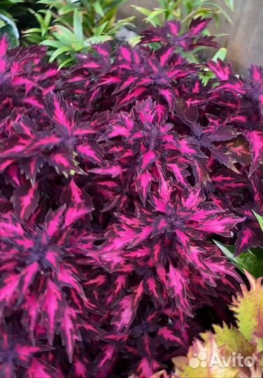 Цветы колеусы