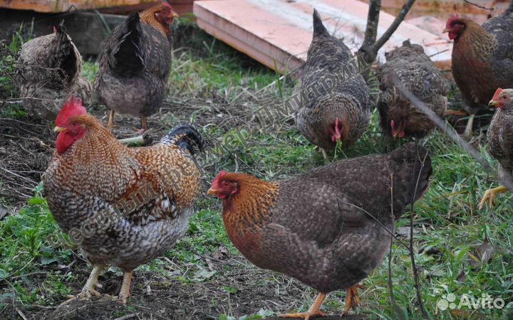 Инкубационные яйца Билефельдер куры