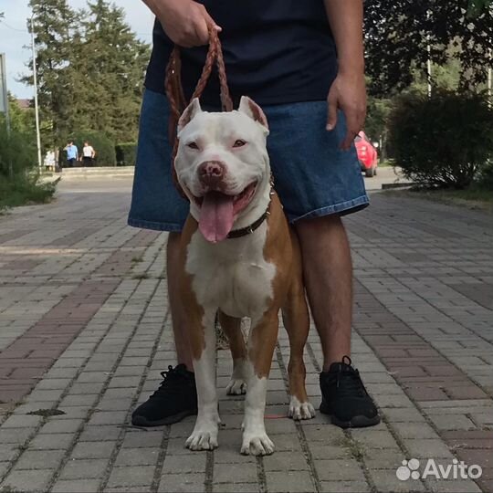 Питбультерьер вязка