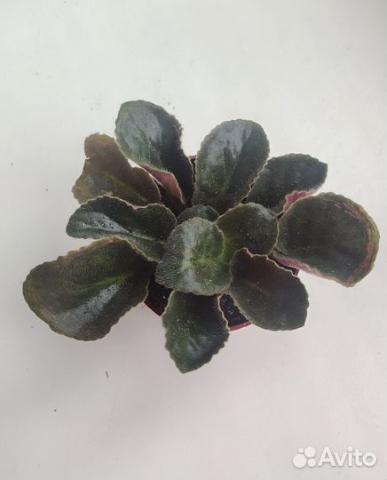 Фиалка в горшке