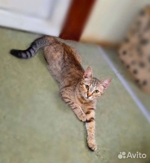 Кошки в добрые руки бесплатно