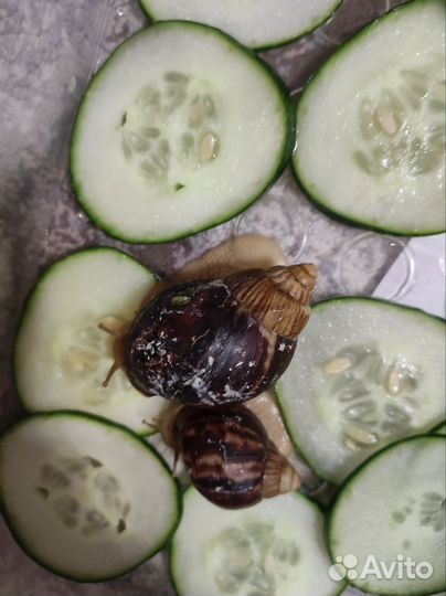 Улитки ахатины