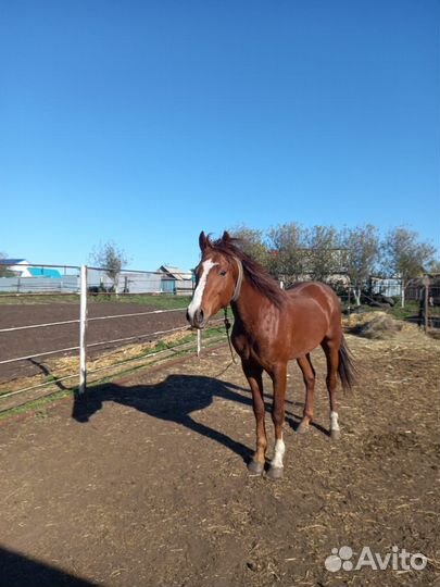 Продам жеребца