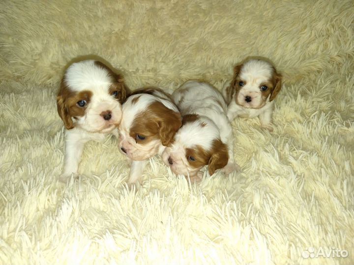 Кавалер кинг чарльз спаниель