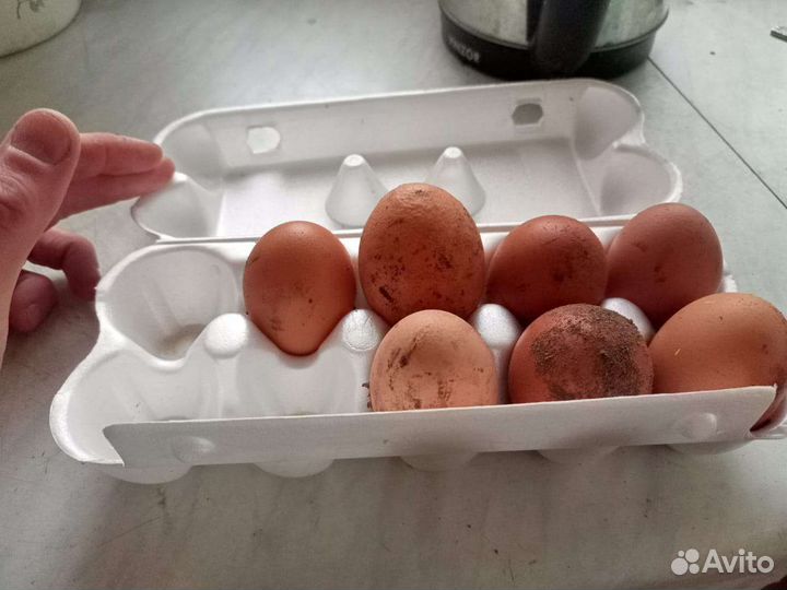 Куры несушки оптом