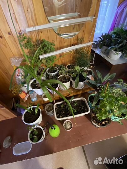 Комнатные растения