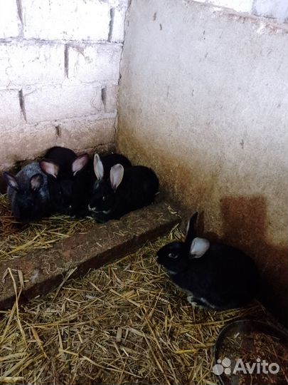 Молодняк кролики