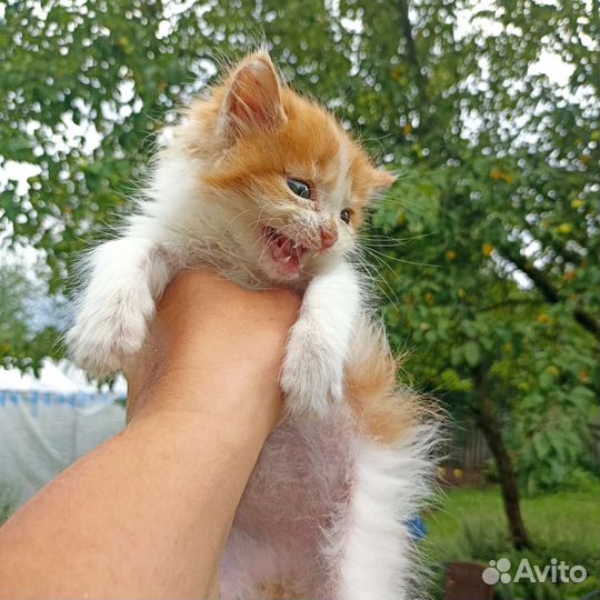 Котёнок