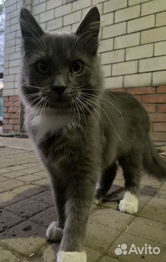 Кот в добрые руки